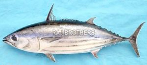 Frozen Skipjack Tuna Fish