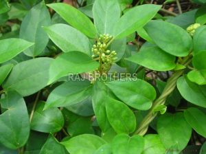 Gymnema Sylvestre Leaf