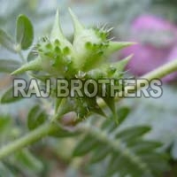 Tribulus Terrestris