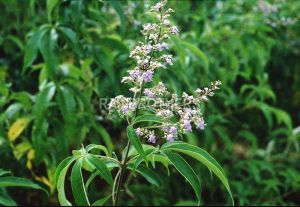 Vitex Negundo