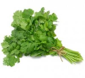 Cilantro Leaves