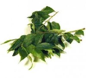 Curry Leaves