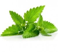 Mint Leaves