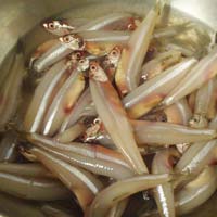 Anchovies/ Anchovy