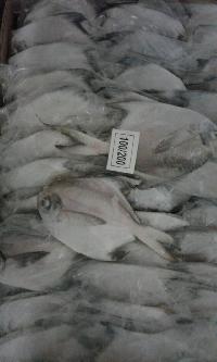 Silver Pomfret Fish