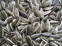 sunflower Seed