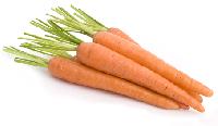 Fresh Carrot