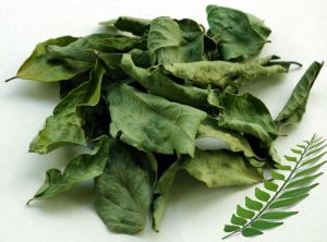 Curry Leaves