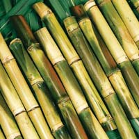 Sugar Cane Sticks