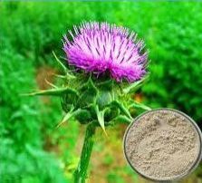 Milk Thistle Extract