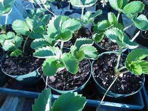 Strawberry Plant