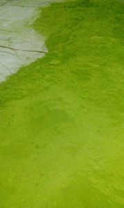 Moringa Leaf Powder