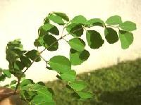 Moringa Leaf