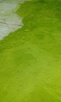 Natural Moringa Leaf Powder Exporters India