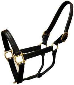 Leather Halters