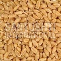 Wheat Seeds