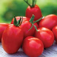 Fresh Hybrid Tomato