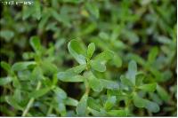 Bacopa Monnieri