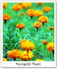 Marigold Flowers