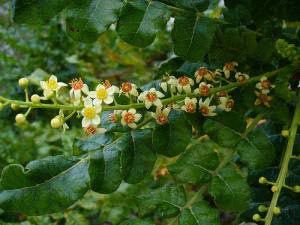 Boswellia Serrata Extract