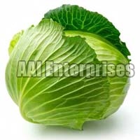 Fresh Cabbage