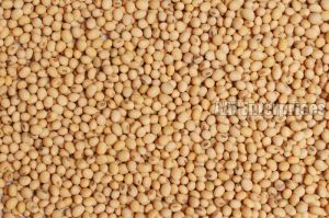 Sorghum Seeds