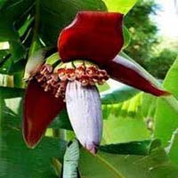 Banana Flower