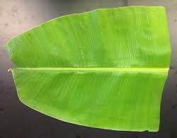 Banana Leaves