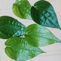 Betel Leaf