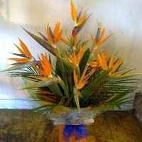 Fresh Birds of Paradise Flowers