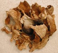 oyster dry mushroom