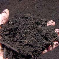 Organic Manure