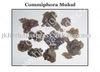 Commiphora Mukul Extract