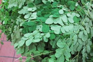 Fresh Moringa Leaves