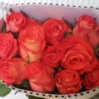 Dutch Stem Rose Flowers