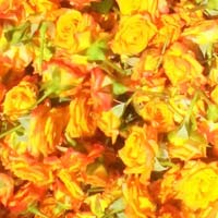 Orange Rose Flowers