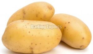 Fresh Potato