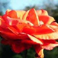 Fresh Orange Rose Flower