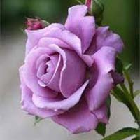 Fresh Violet Rose Flower