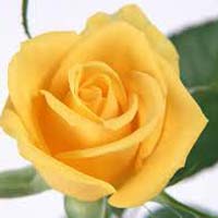 Fresh Yellow Rose Flower