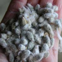 cotton seeds