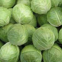 Fresh Cabbage