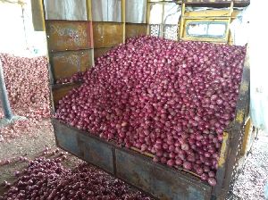 Fresh Red Onion