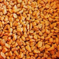 Fenugreek