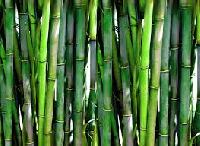 Bamboo