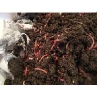 Vermicompost Fertilizer