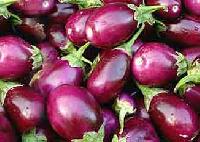 Fresh Brinjal