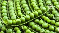 Fresh Green Peas