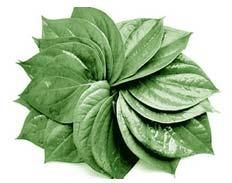 Fresh Betel Leaves