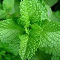 Fresh Mint Leaves